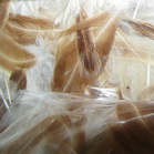 ������� ����� (��������� ������) Hen feathers �������� � ������ - ���������� 